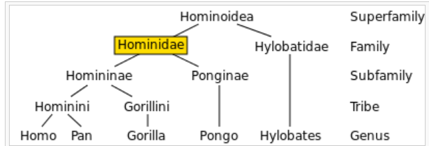 Hominoid Tree