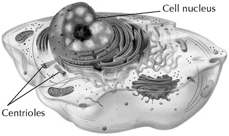 Cell cross-section showing centrioles
